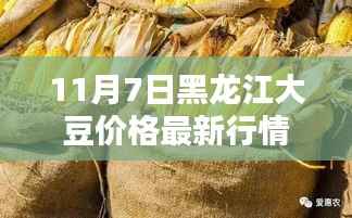 黑龙江大豆价格最新行情报告（11月7日版），深度分析与解读