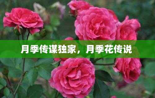 月季传谋独家，月季花传说 