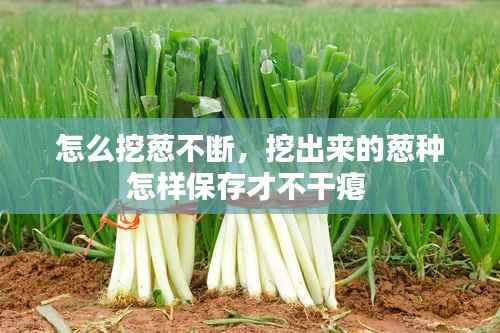 怎么挖葱不断,挖出来的葱种怎样保存才不干瘪