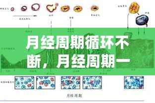 月经周期循环不断，月经周期一直不稳定的原因 