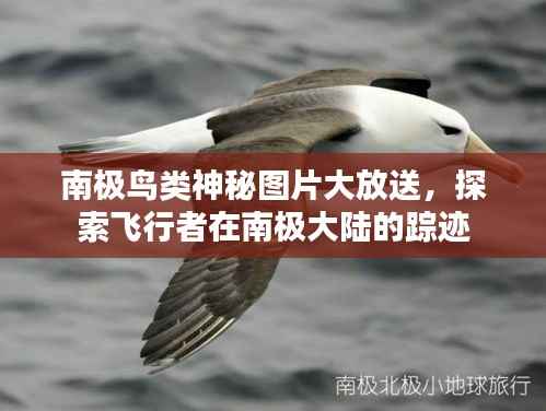 南极鸟类神秘图片大放送,探索飞行者在南极大陆的踪迹