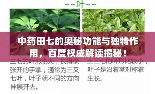 中药田七的奥秘功能与独特作用，百度权威解读揭秘！