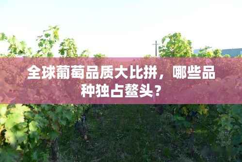 全球葡萄品质大比拼,哪些品种独占鳌头?