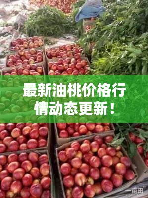最新油桃价格行情动态更新!