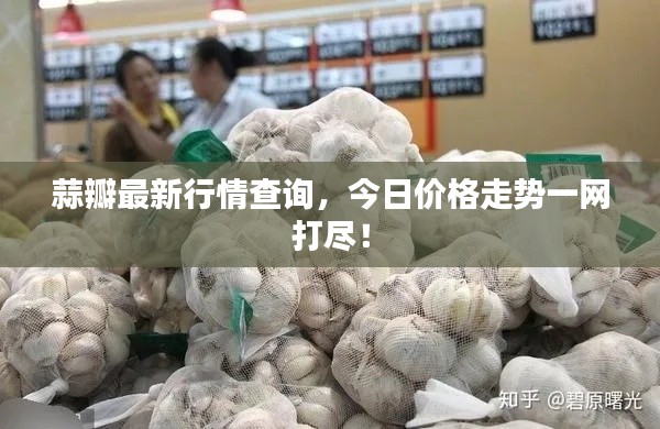 蒜瓣最新行情查询，今日价格走势一网打尽！