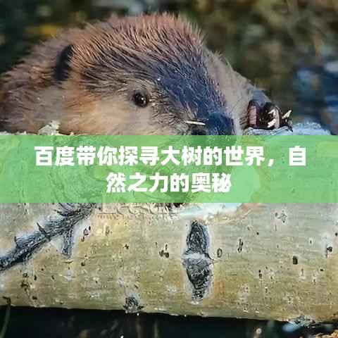 百度带你探寻大树的世界,自然之力的奥秘