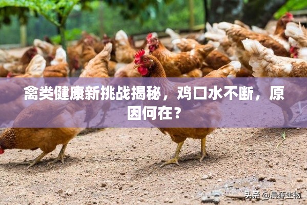 禽类健康新挑战揭秘,鸡口水不断,原因何在?